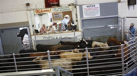 live livestock auctions online